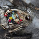 Illustration for article titled Everything Is Fucked, Major New Extinction Report Finds